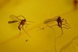 Four Fossil Flies (Diptera) In Baltic Amber #197746-3